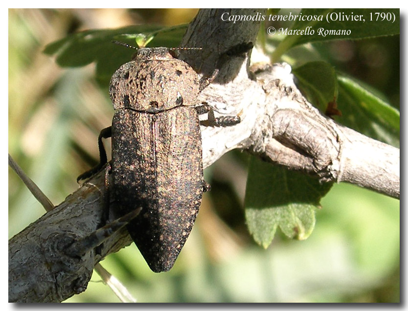 Il biancospino (Crataegus sp.) delle Capnodis